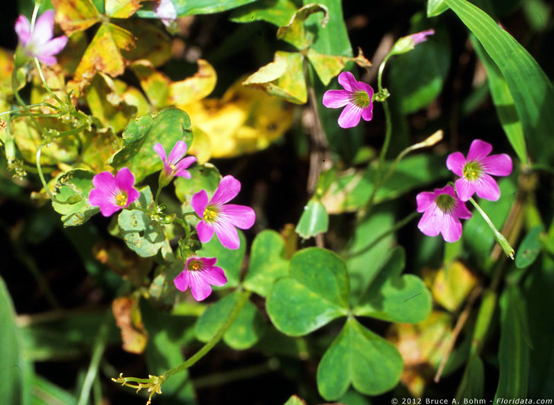 Oxalis corymbosa