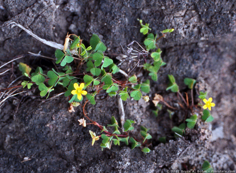 Oxalis corniculata