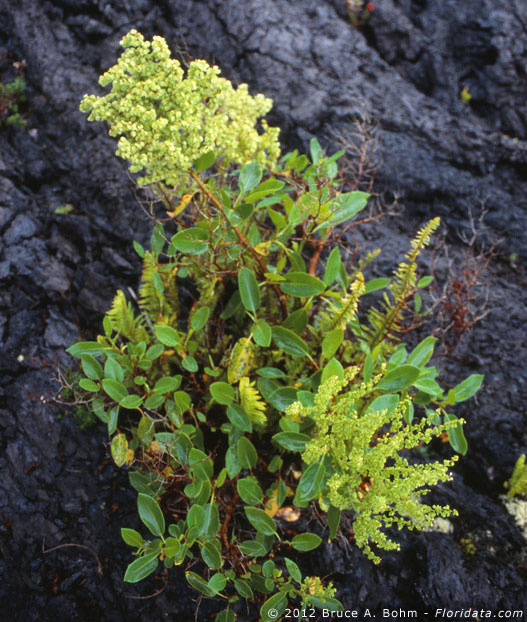 https://floridata.com/tracks/hawaii/Polygonaceae37.html