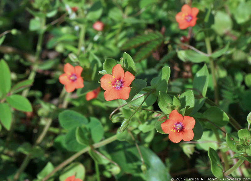 Anagalis arvensis