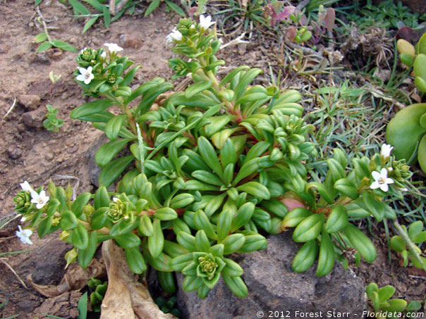 Lysimachia mauritiana