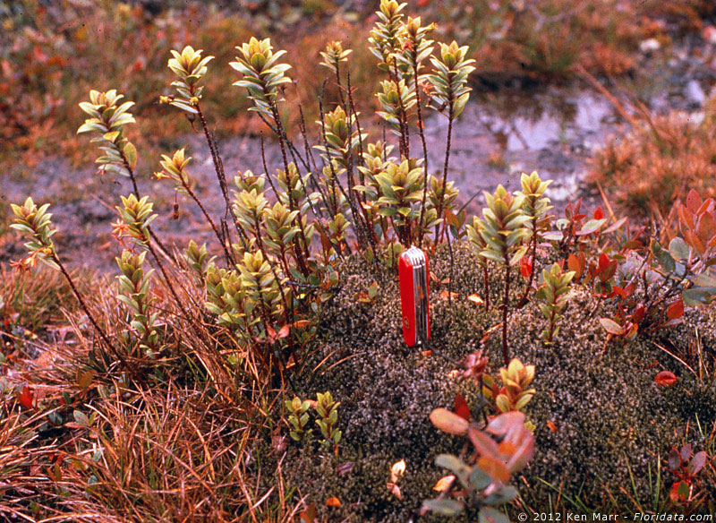 Lysimachia daphnoides