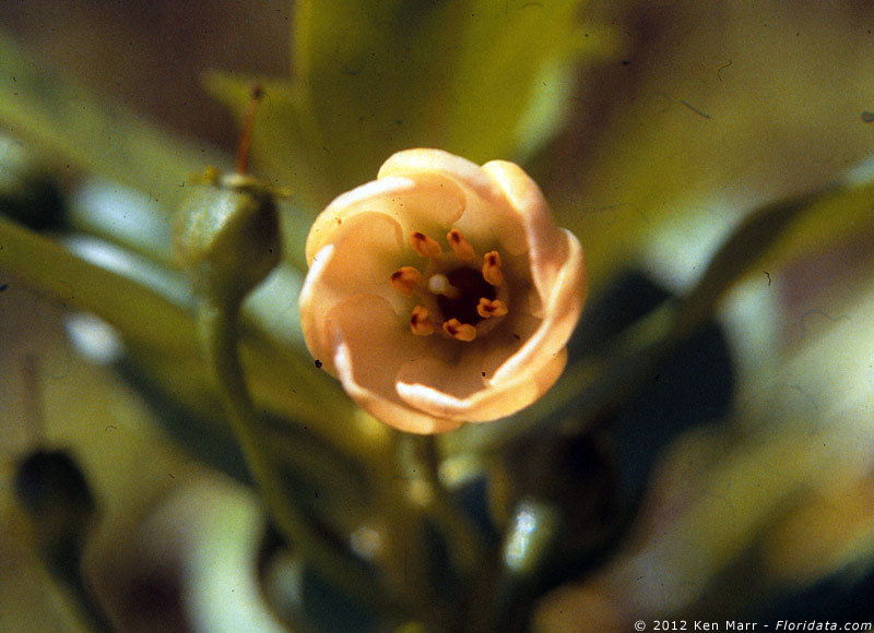 Lysimachia glutinosa