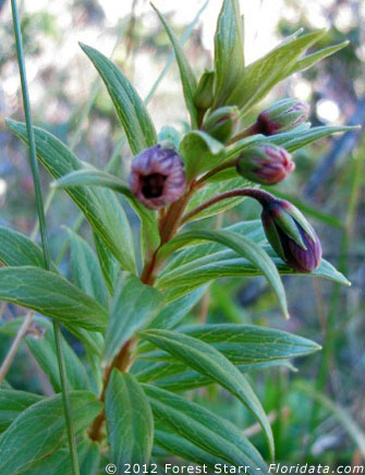 Lysimachia remyi