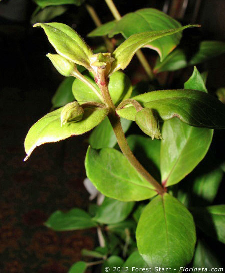 Lysimachia maxima