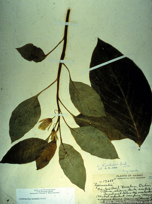Lysimachia forbesii