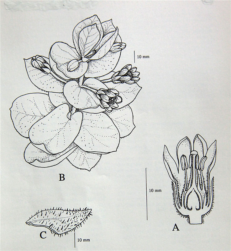 Lysimachia glutinosa