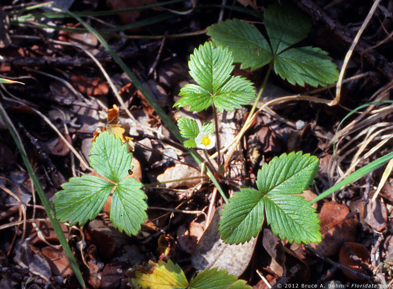 Fragaria vesca