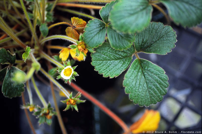 Fragaria chiloensis