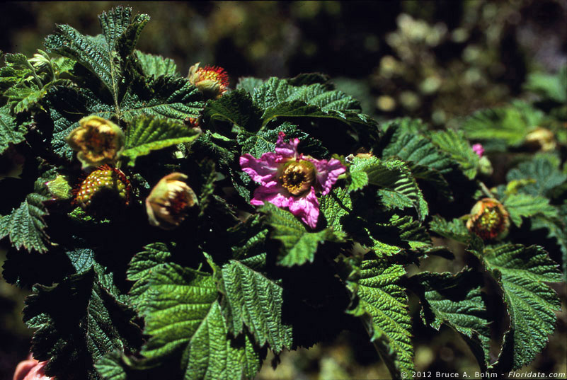 Rubus macraei