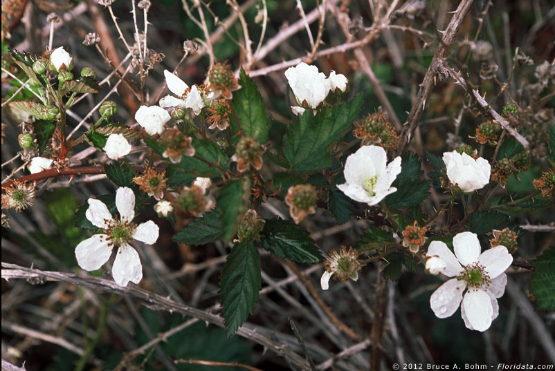 Rubus argutus