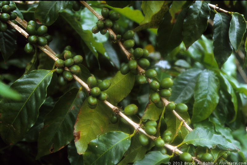 Coffee fruit