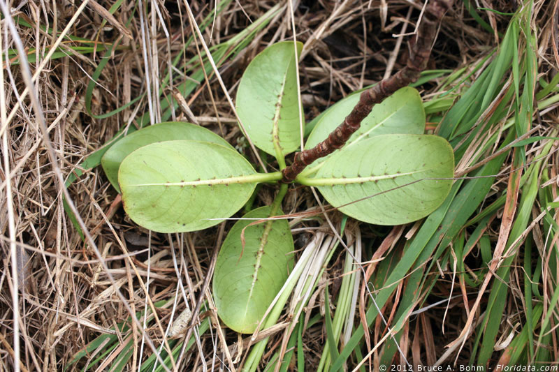 Psychotria mariniana showing domatia.