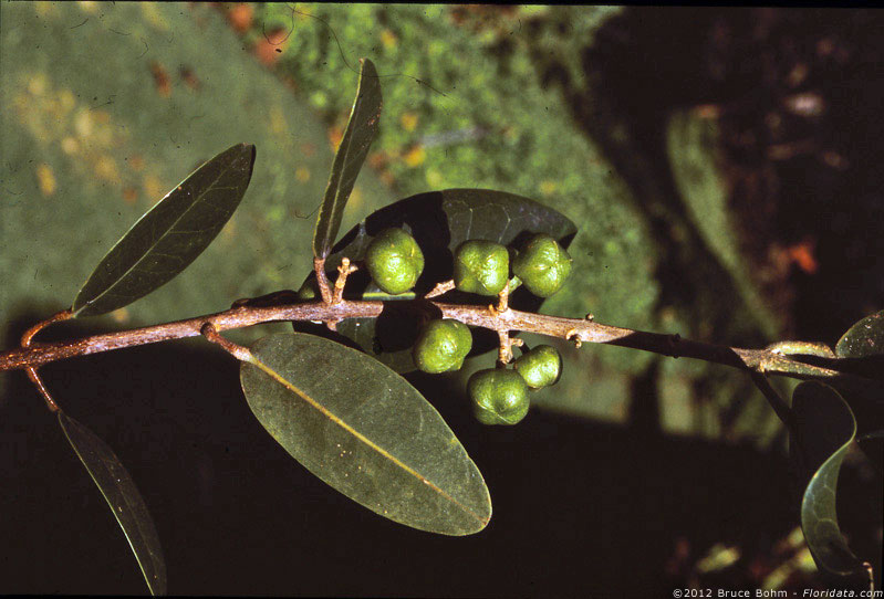 Melicope anisata