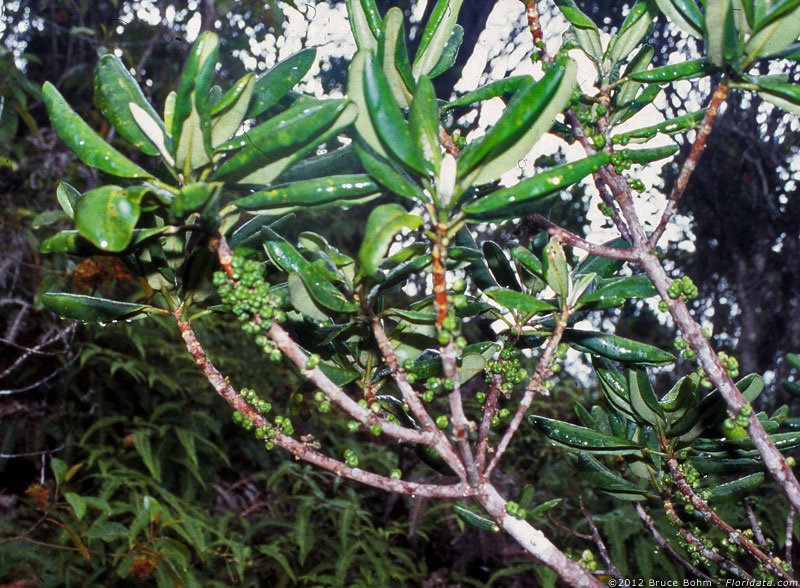 Melicope clusiifolia