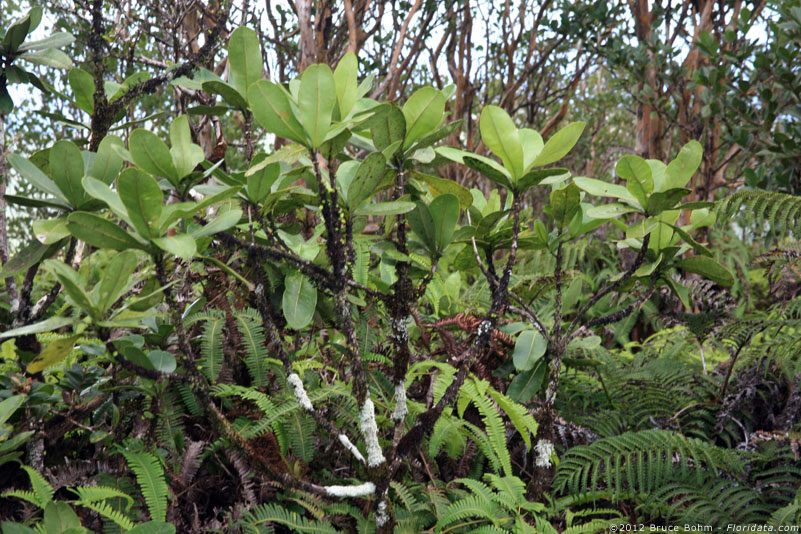 Melicope munroi