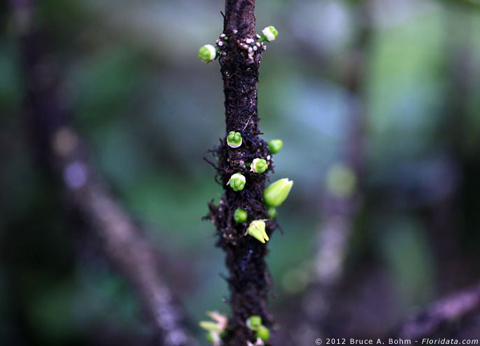 Melicope munroi