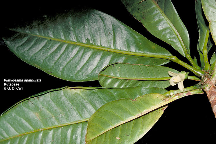 Platydesma spathulata