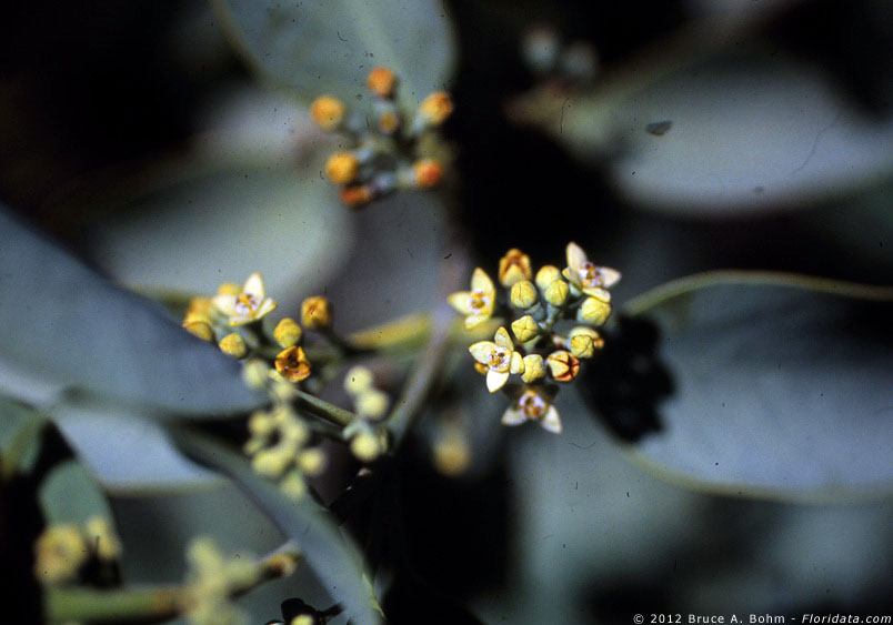 Santalum ellipticum