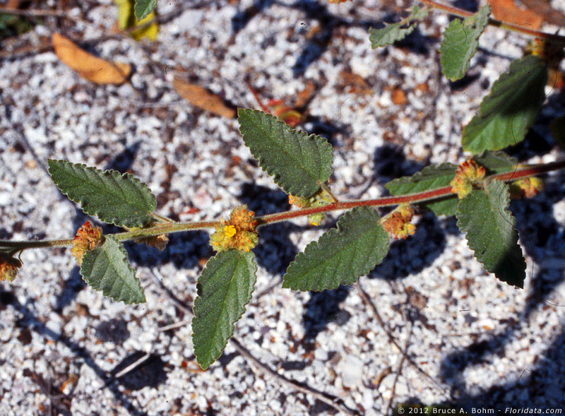 Waltheria indica
