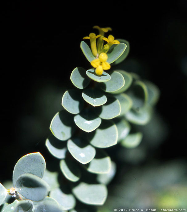 Wikstroemia uva-ursi