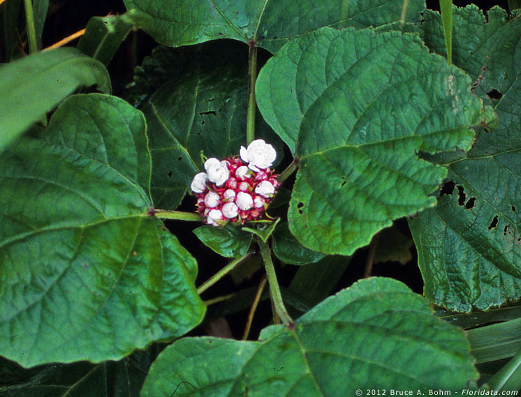 Clerodendrum philippinum