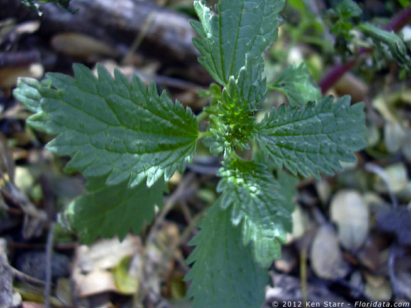 Hesperocnide sandwicensis