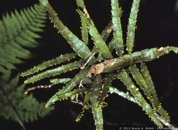 Korthalsella sp.