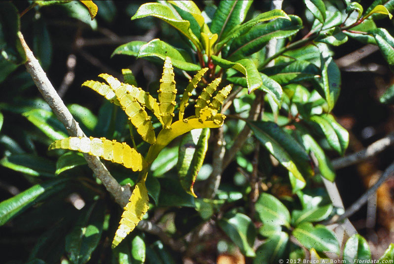 Korthalsella sp.
