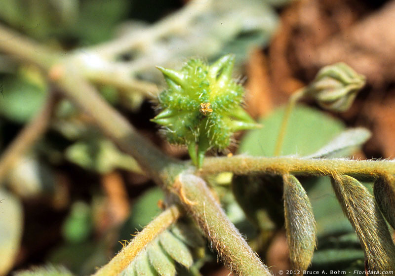 Tribulus cistoides