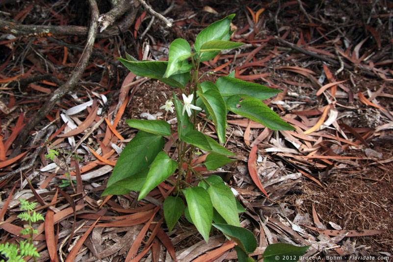 Viola chamissoniana