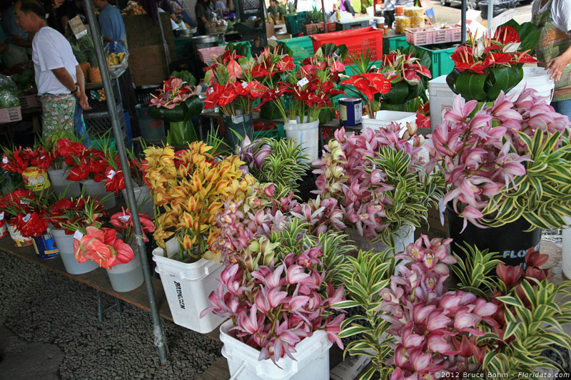 anthurium