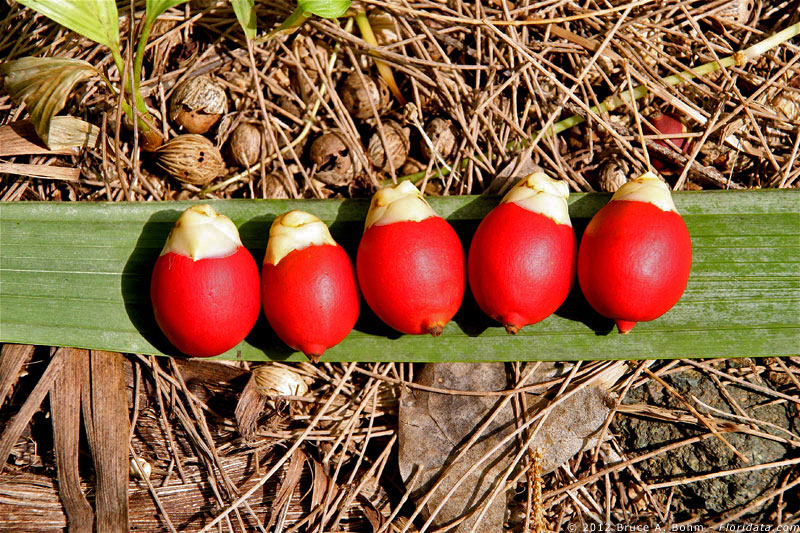 Archontophoenix fruits
