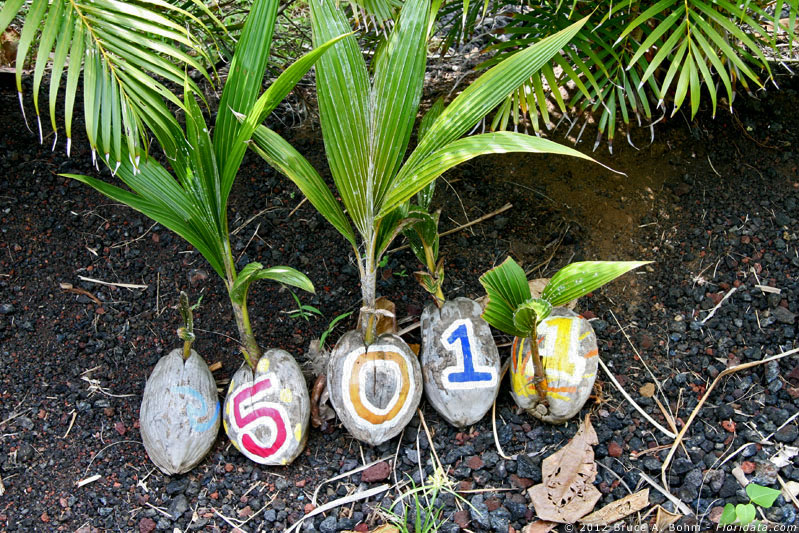 coconut palm