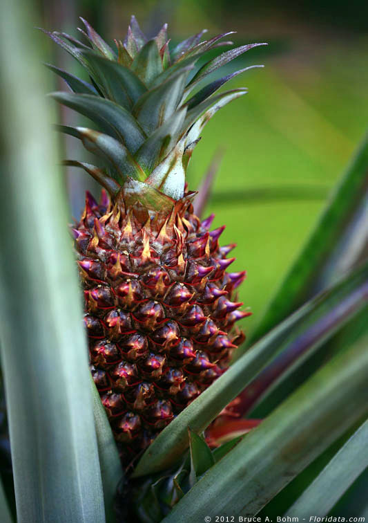 pineapple