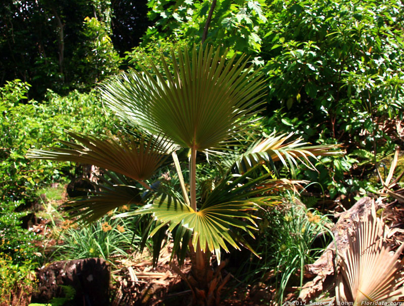 Pritchardia limahuliensis