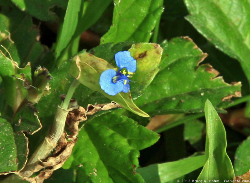 Commelina diffusa