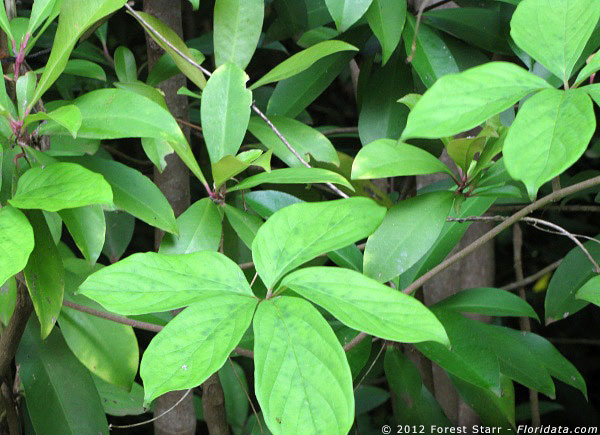 Dioscorea pentaphylla