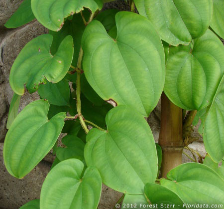 Dioscorea alata