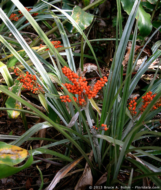 Flowering Plants of Hawaii