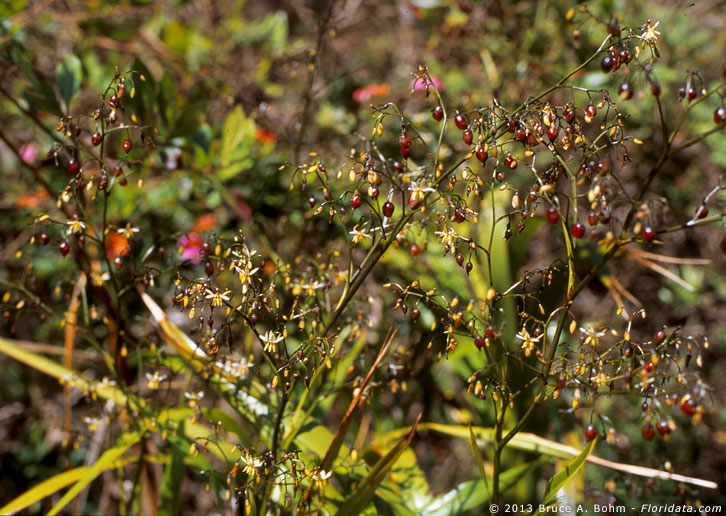 Dianella sandwicensis