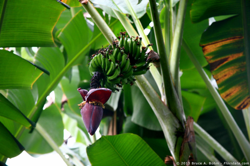 bananas