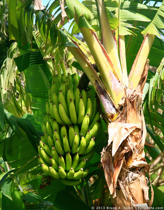 bananas