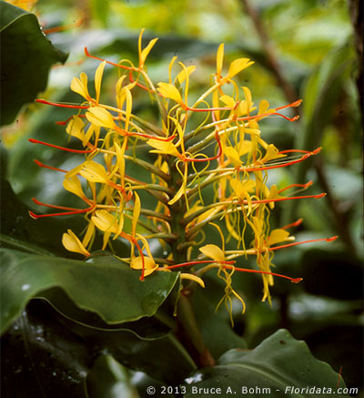 Hedychium gardnerianum