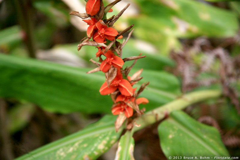 Hedychium gardnerianum