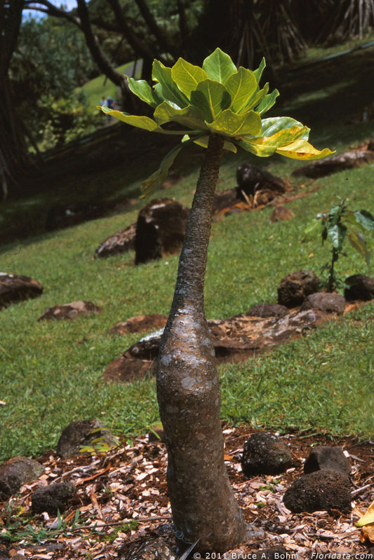 Brighamia insignis