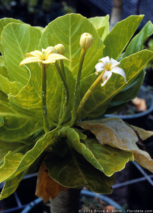 Brighamia insignis