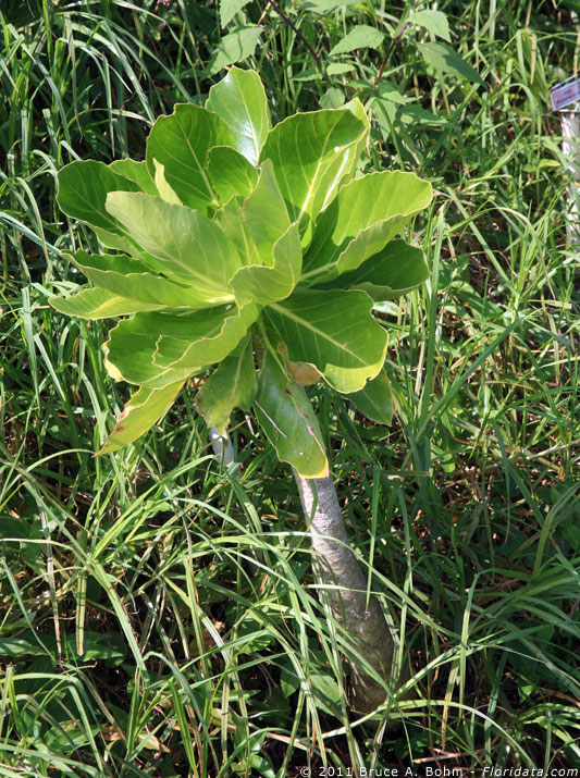 Brighamia rockii