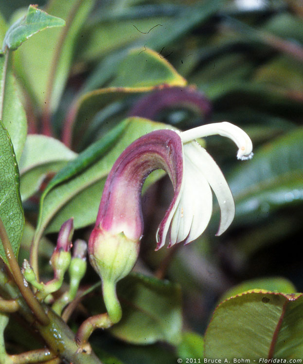 Clermontia faurei
