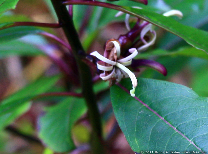 Clermontia parviflora